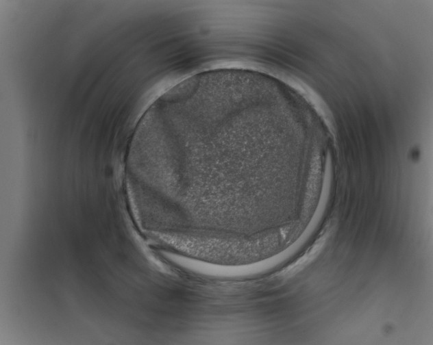 X0000100390993200807031945