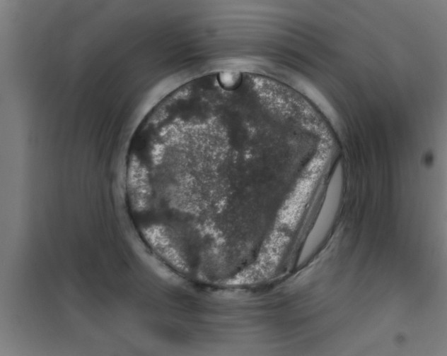 X0000100390994200807031945