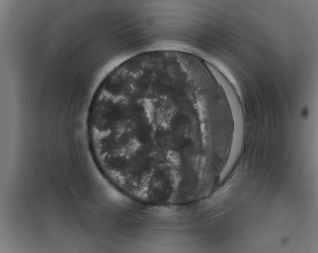 X0000100390995200807031945