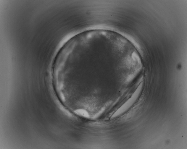 X0000100390998200807031945