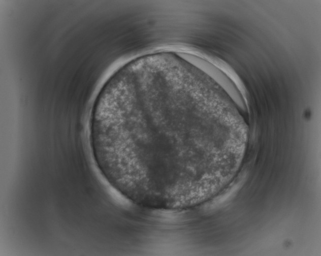 X0000100391005200807031945