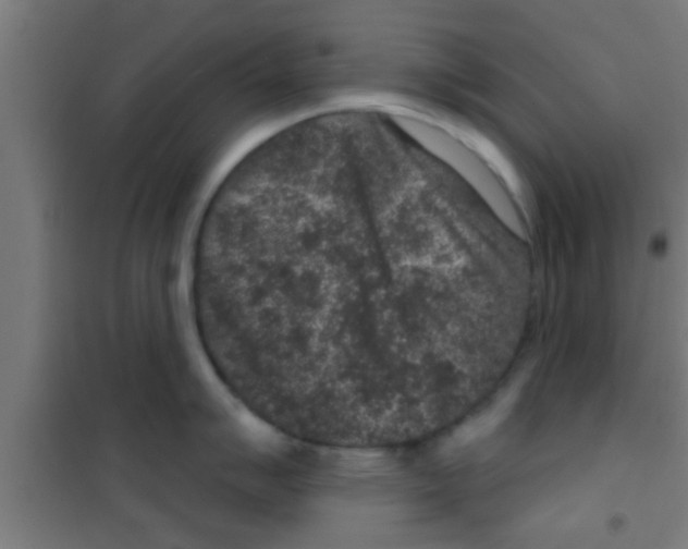 X0000100391007200807031945