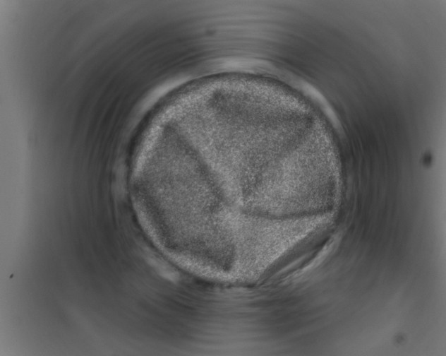 X0000100391019200807031944