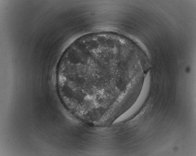 X0000100391031200807031944