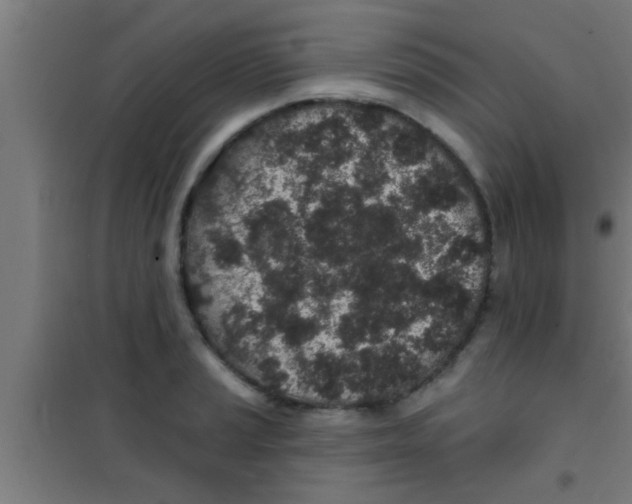 X0000100391037200807031944