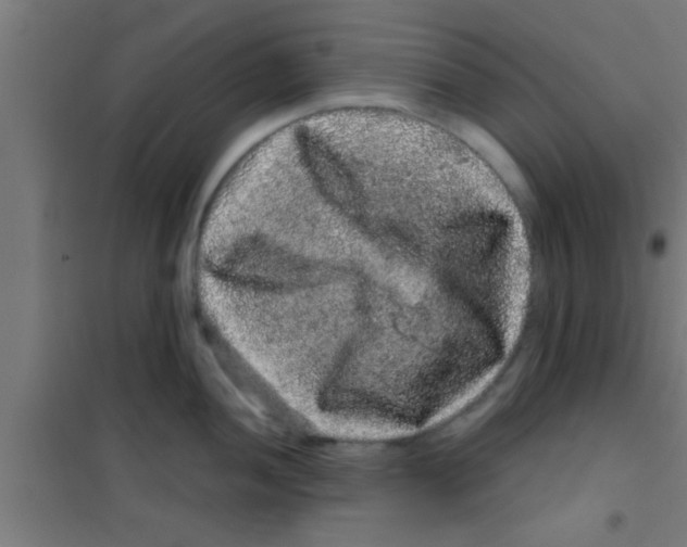 X0000100391052200807031945