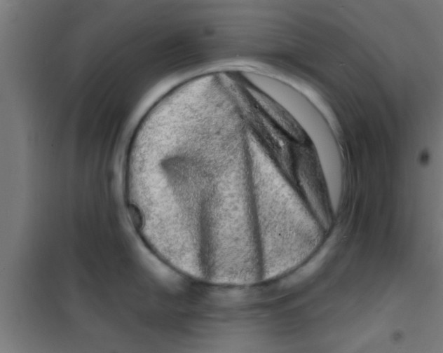 X0000100391054200807031945