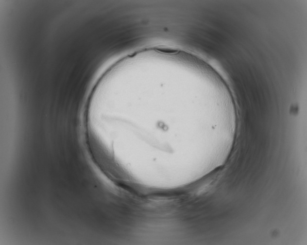 X0000100391056200807031945