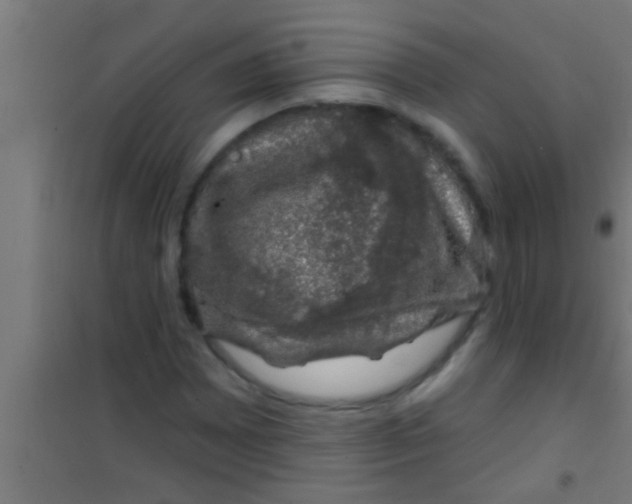 X0000100391065200807031944