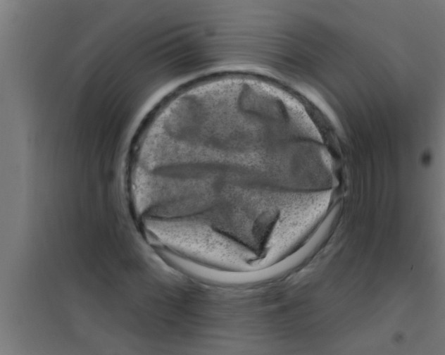 X0000100391068200807031944