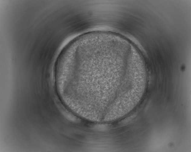 X0000100391078200807031944