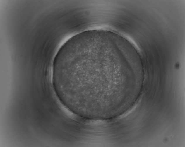 X0000100391079200807031944