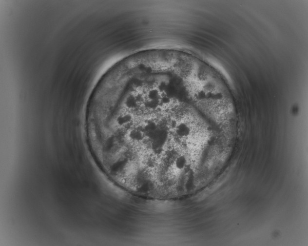 X0000100391087200807031944