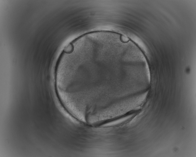 X0000100391088200807031944