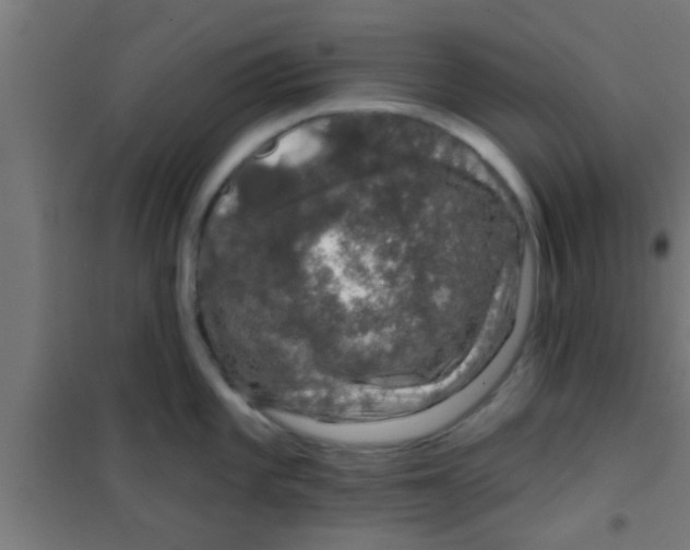 X0000100391101200807031943