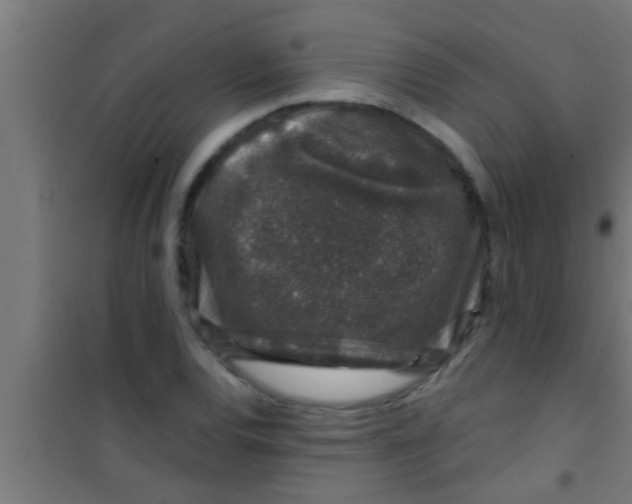 X0000100391120200807031943