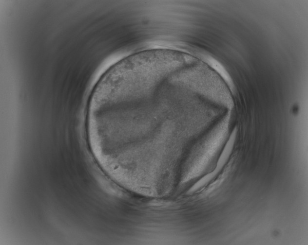 X0000100391146200807031943