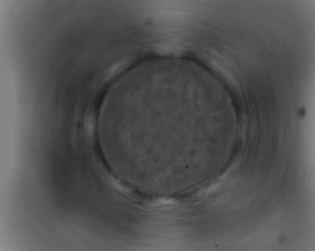 X0000100391154200807031943