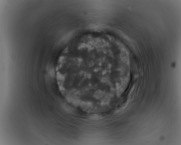 X0000100391155200807031943