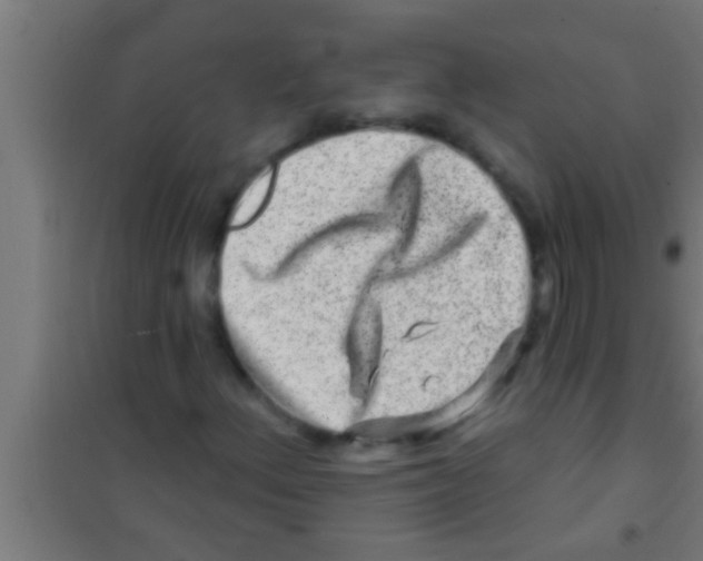 X0000100391156200807031943