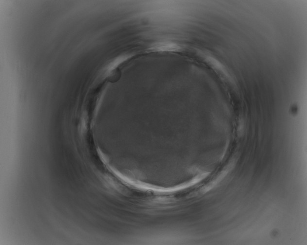 X0000100391161200807031943