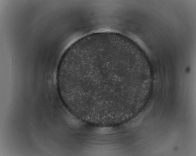 X0000100391173200807031942