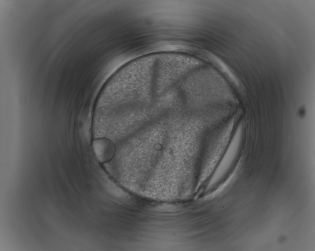 X0000100391178200807031942