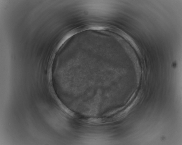 X0000100391194200807031942