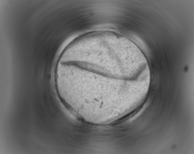 X0000100391196200807031942