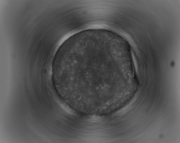 X0000100391226200807031942