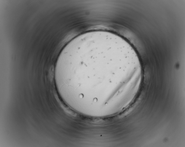 X0000100391233200807031942