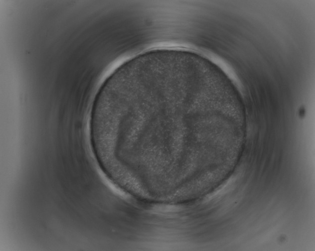 X0000100391237200807031942