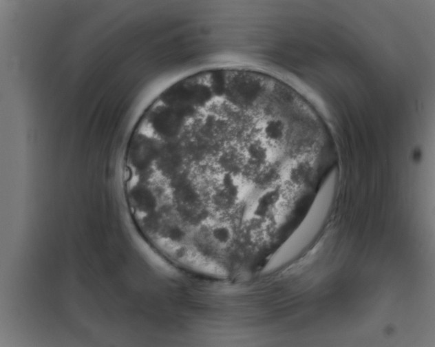 X0000100391239200807031942