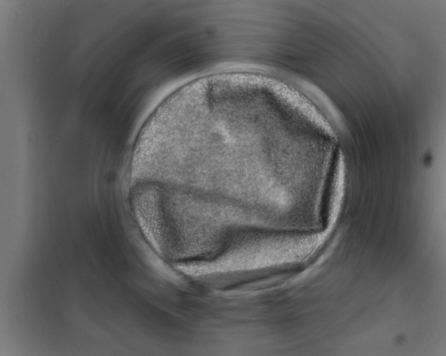 X0000100391244200807031942