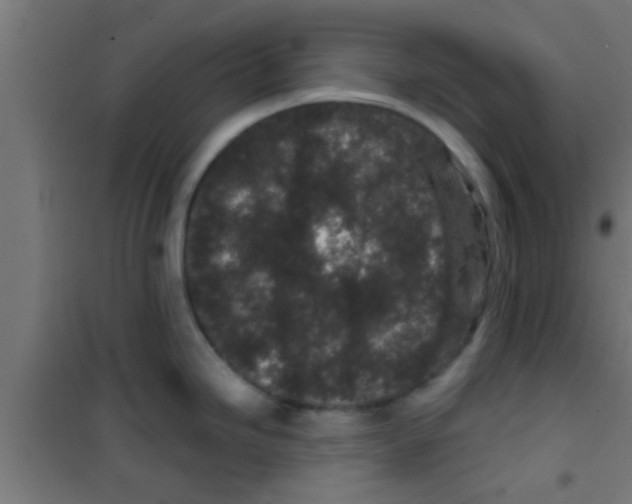 X0000100391246200807031942