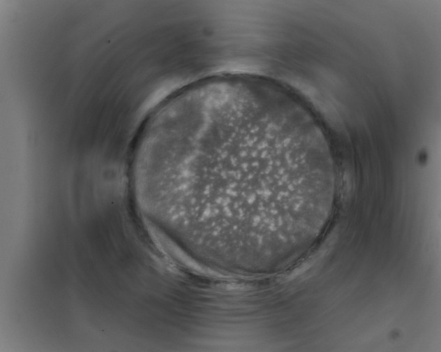 X0000100391266200807031941