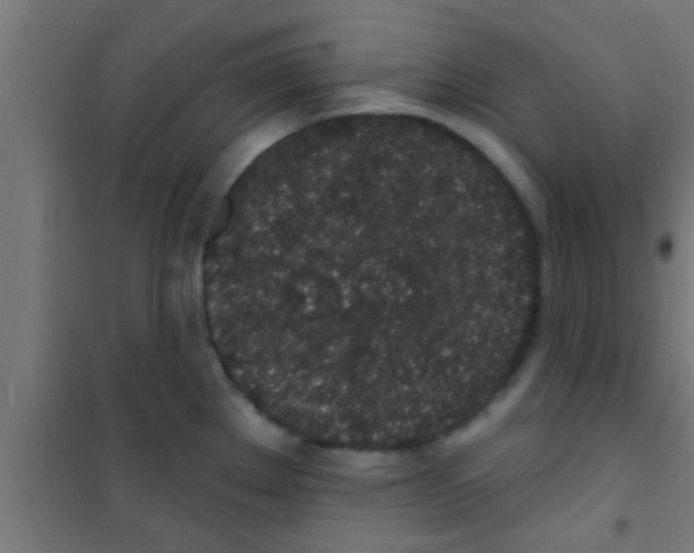 X0000100391289200807031941