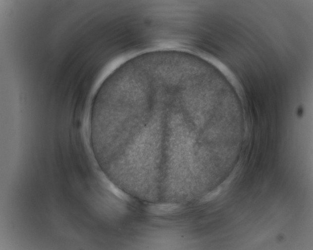 X0000100391294200807031941