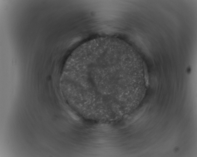 X0000100391297200807031940