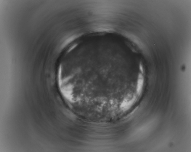 X0000100391306200807031940