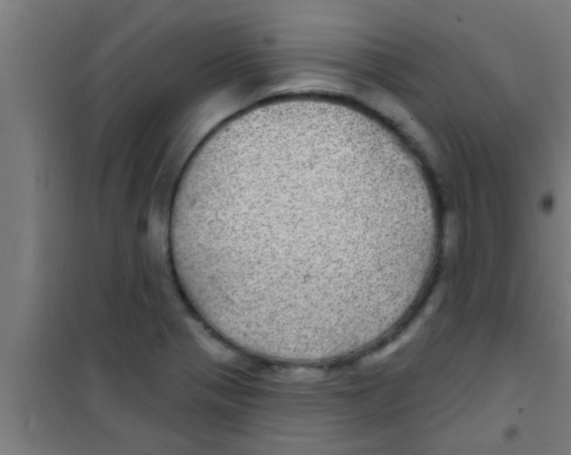 X0000100391321200807031940