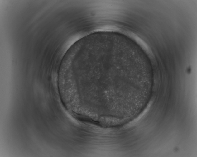 X0000100391329200807031940