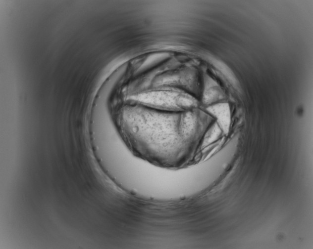 X0000100391338200807031940