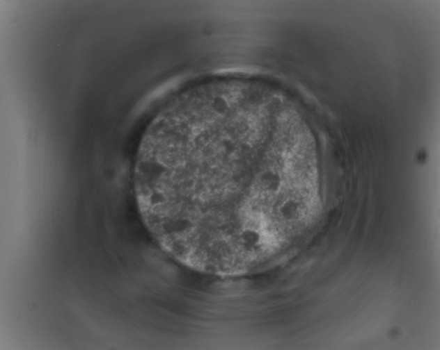 X0000100391351200807031939