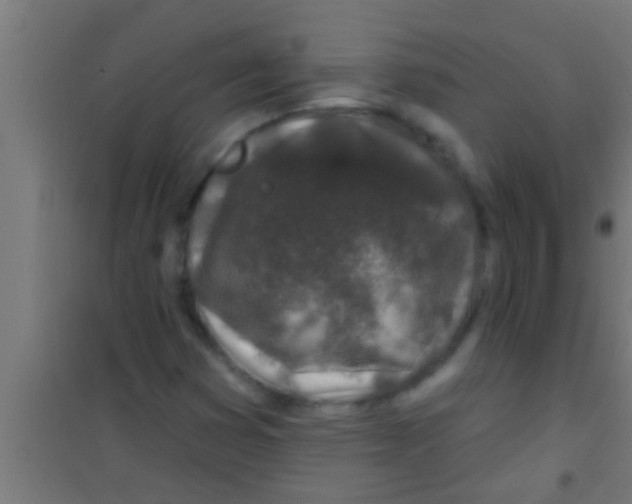 X0000100391353200807031939