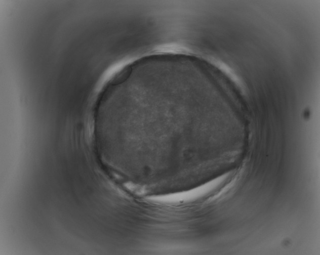 X0000100391358200807031939