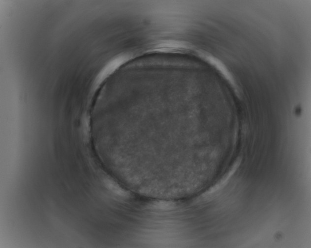 X0000100391362200807031939