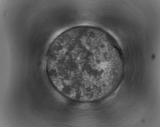 X0000100391367200807031939