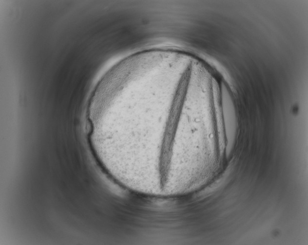 X0000100391375200807031939