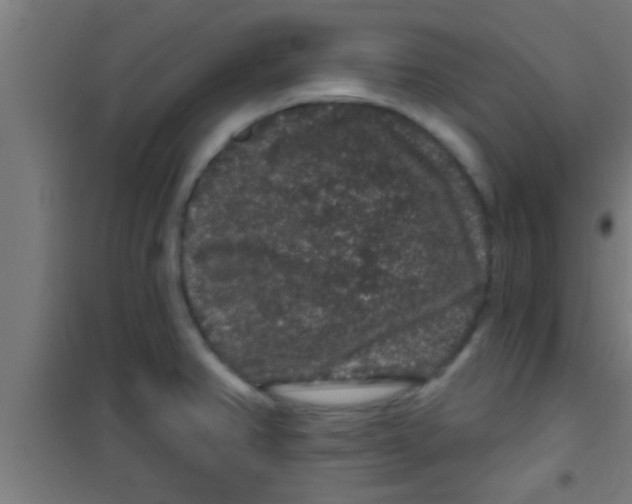 X0000100391382200807031939